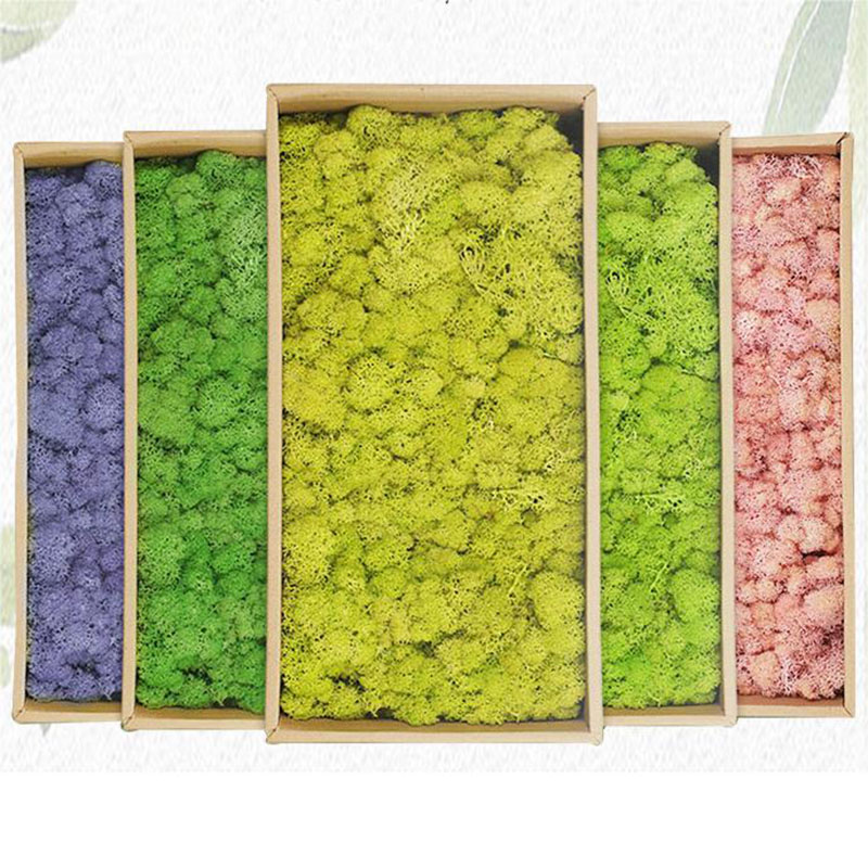 Sphagnum Moss Dry - 20g yapay yeşil bitkiler ebedi hayat