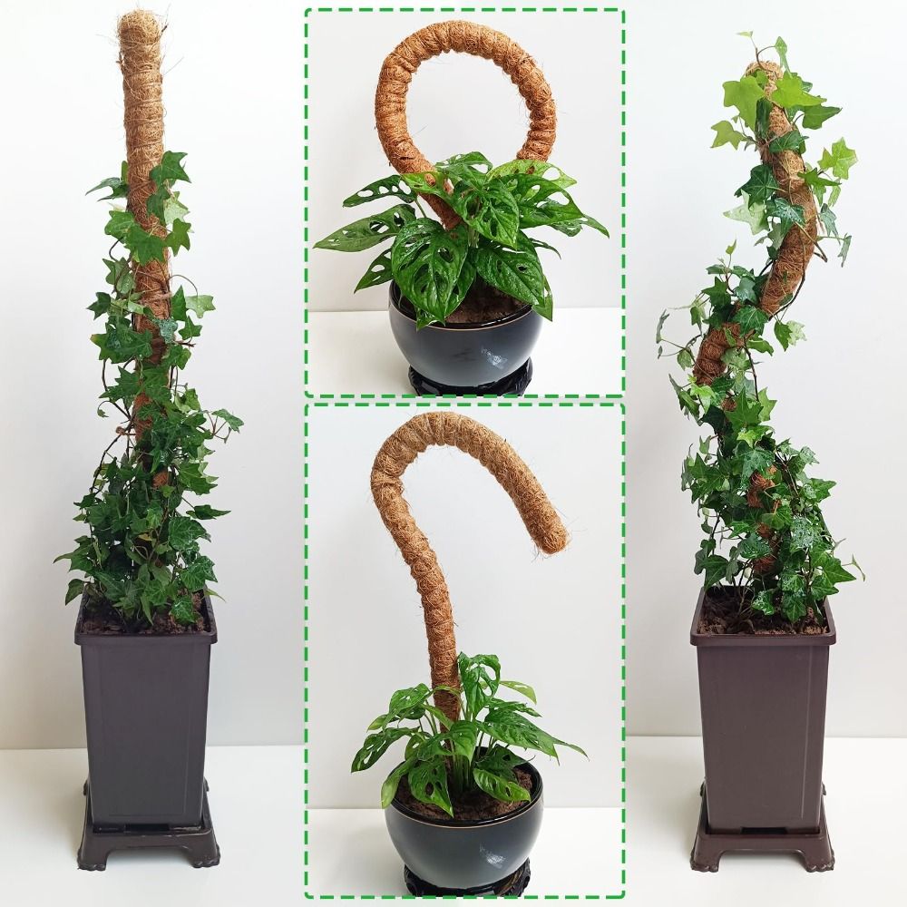 Bitki Desteği Bükülebilir Yosu - Sphagnum Moss Dry incelemesi ve fiyatı